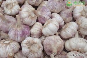 邳州大蒜最新价格详解，查询步骤与理解指南