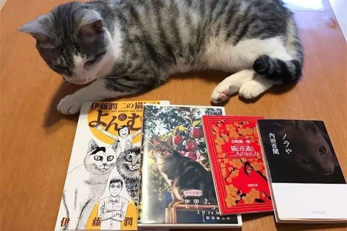 磁力猫最新探索，革新磁力搜索的力量之源