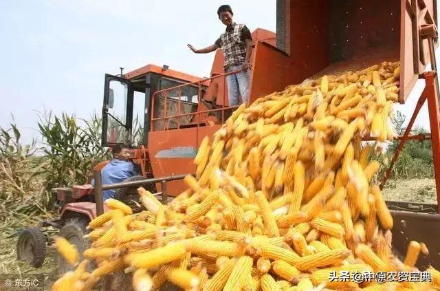 河南玉米价格最新行情动态更新