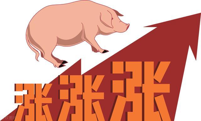 最新猪价走势分析，市场趋势预测与深度解读