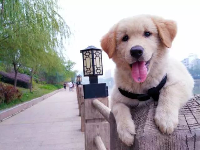 禁犬令最新,禁犬令最新，城市养犬管理的变革与解读