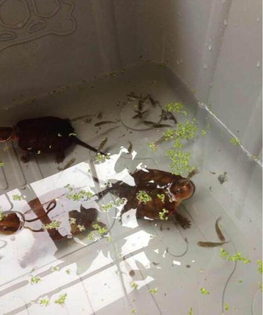 龟友天下最新价格行情更新