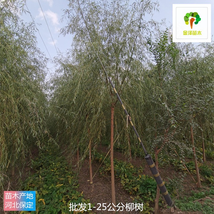 揭秘，15公分柳树价格一览