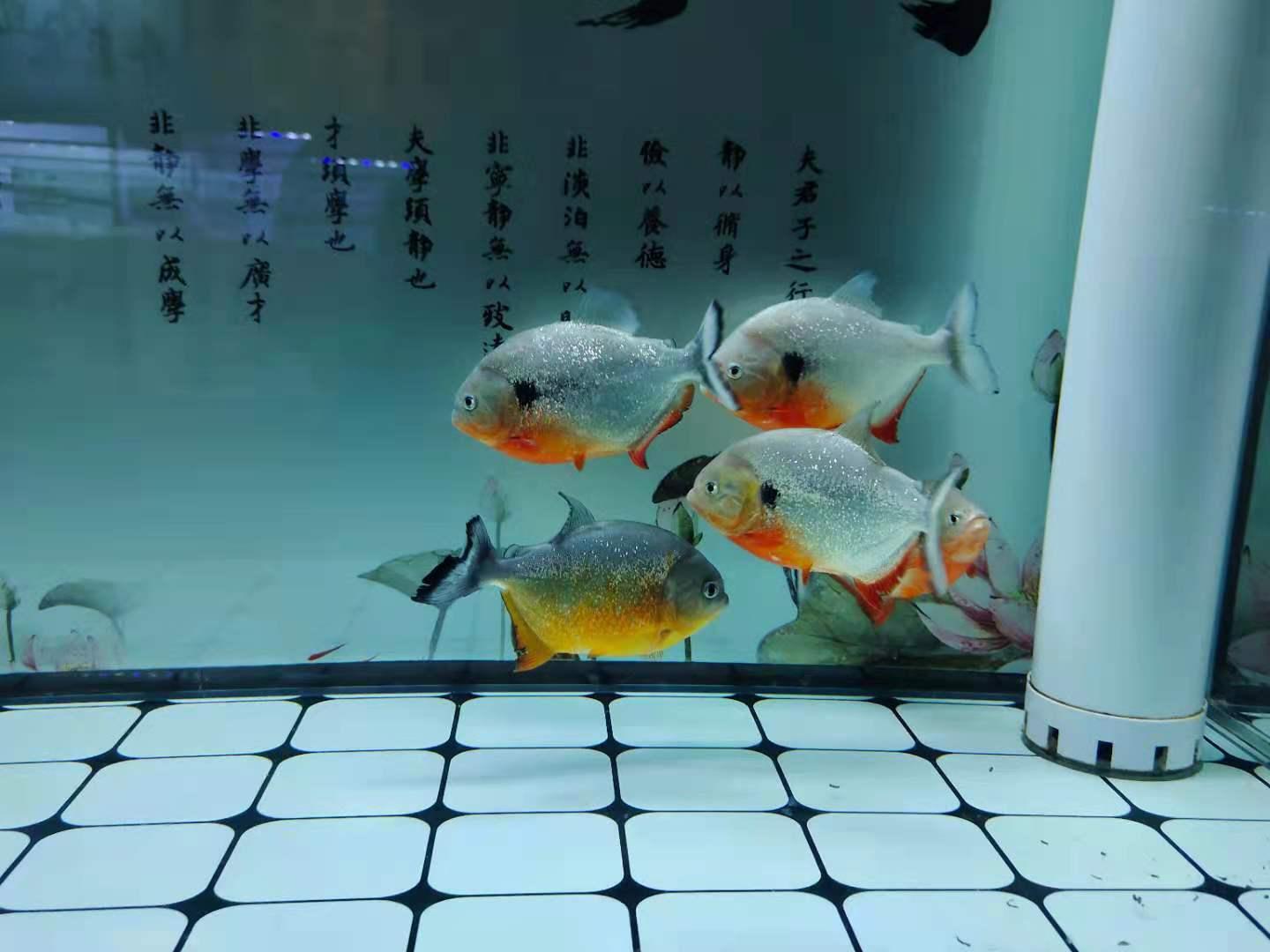 最新鱼缸款式展示，选购、安装一站式指南