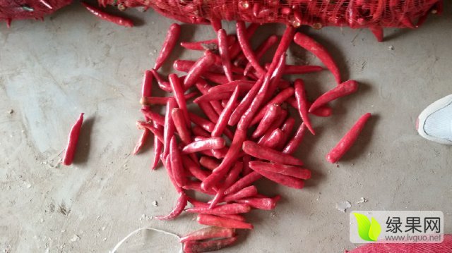 金乡辣椒最新价格信息更新🌶️
