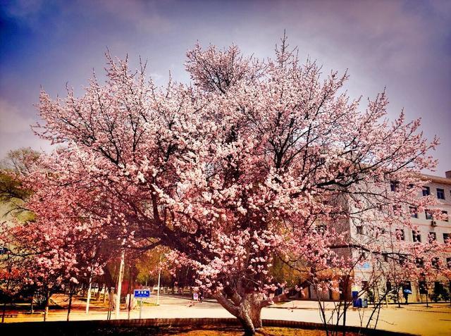 青岛大学胶州校区最新消息,科学数据解读分析_便签版23.752