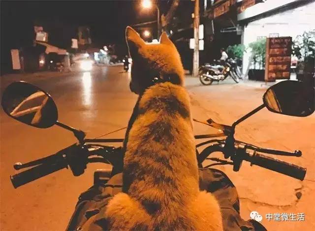 最新狗叫术揭秘，小巷深处的独特犬语与隐藏小店探秘
