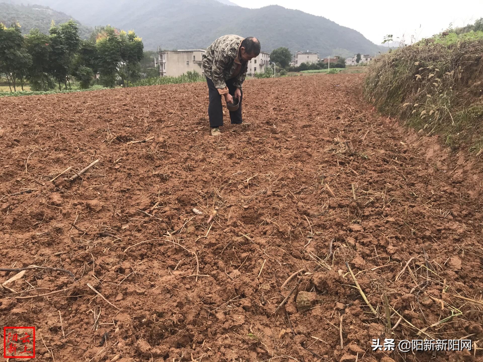 阳新最新面积揭秘与探索