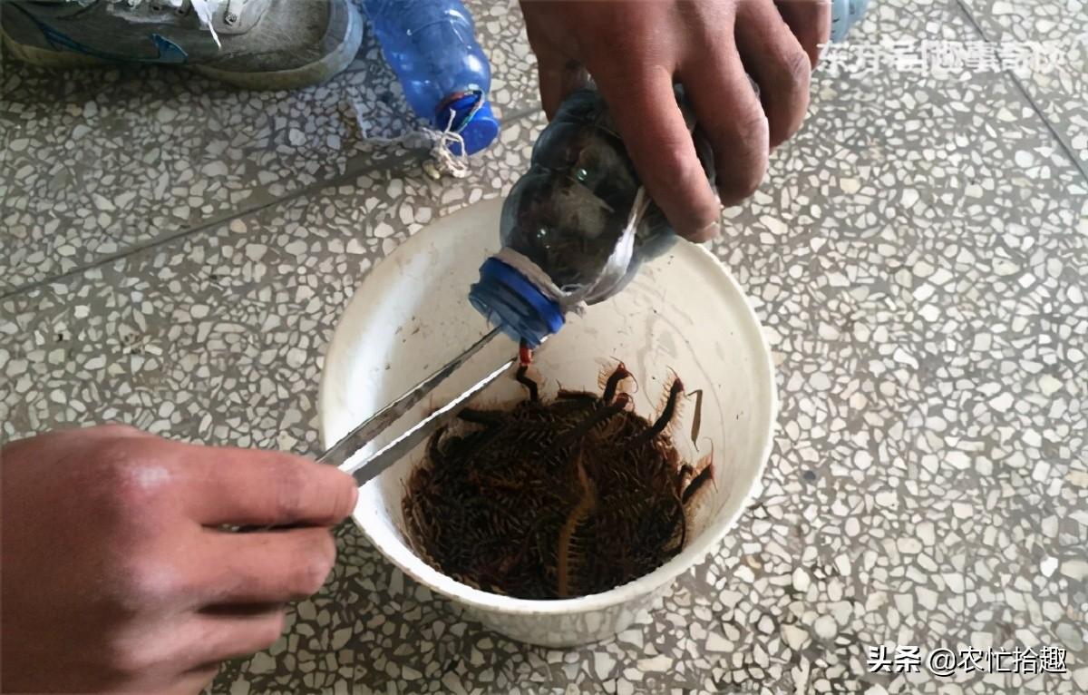 最新蚂蝗机，科技革新与生态应用的融合