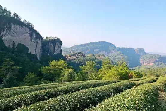 最新茶活动参与指南，一步步完成茶之旅的攻略