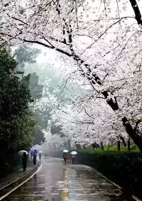 最新老雪花，与自然美景的轻松之旅