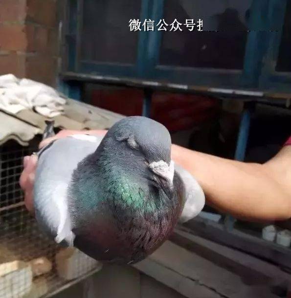 天落鸽传说续篇，详细步骤指南与故事延续探索