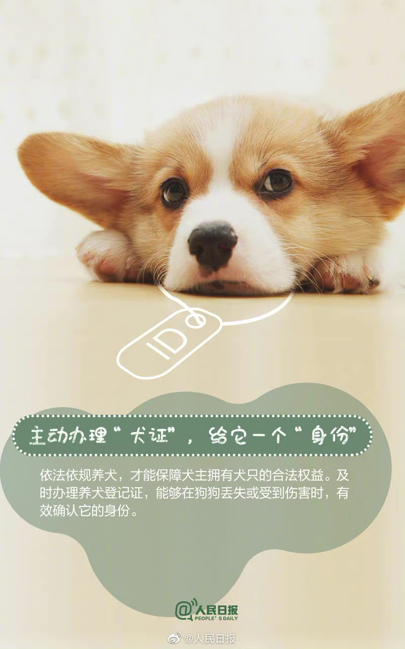 科技智能陪伴，盛宠逗猫遛狗最新体验，无处不在的智能陪伴改变生活