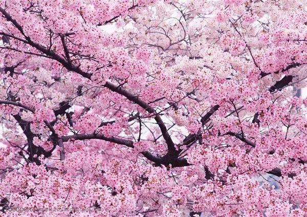 雾岛樱最新作品，探索艺术新疆界的新篇章