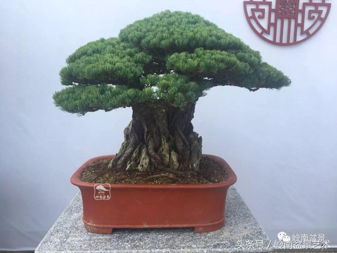 中山叉车司机最新招聘启事公告