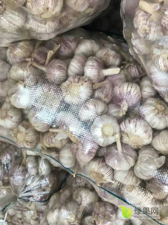 绿果网最新价格中心，市场动态的洞悉指南