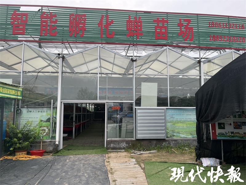 金蝉卵枝最新孵化技术，开启自然美景的亲密之旅