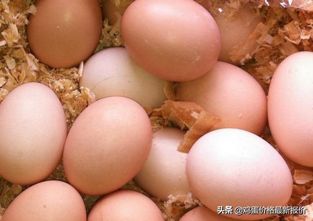 全国鸡蛋价格最新行情动态及走势分析