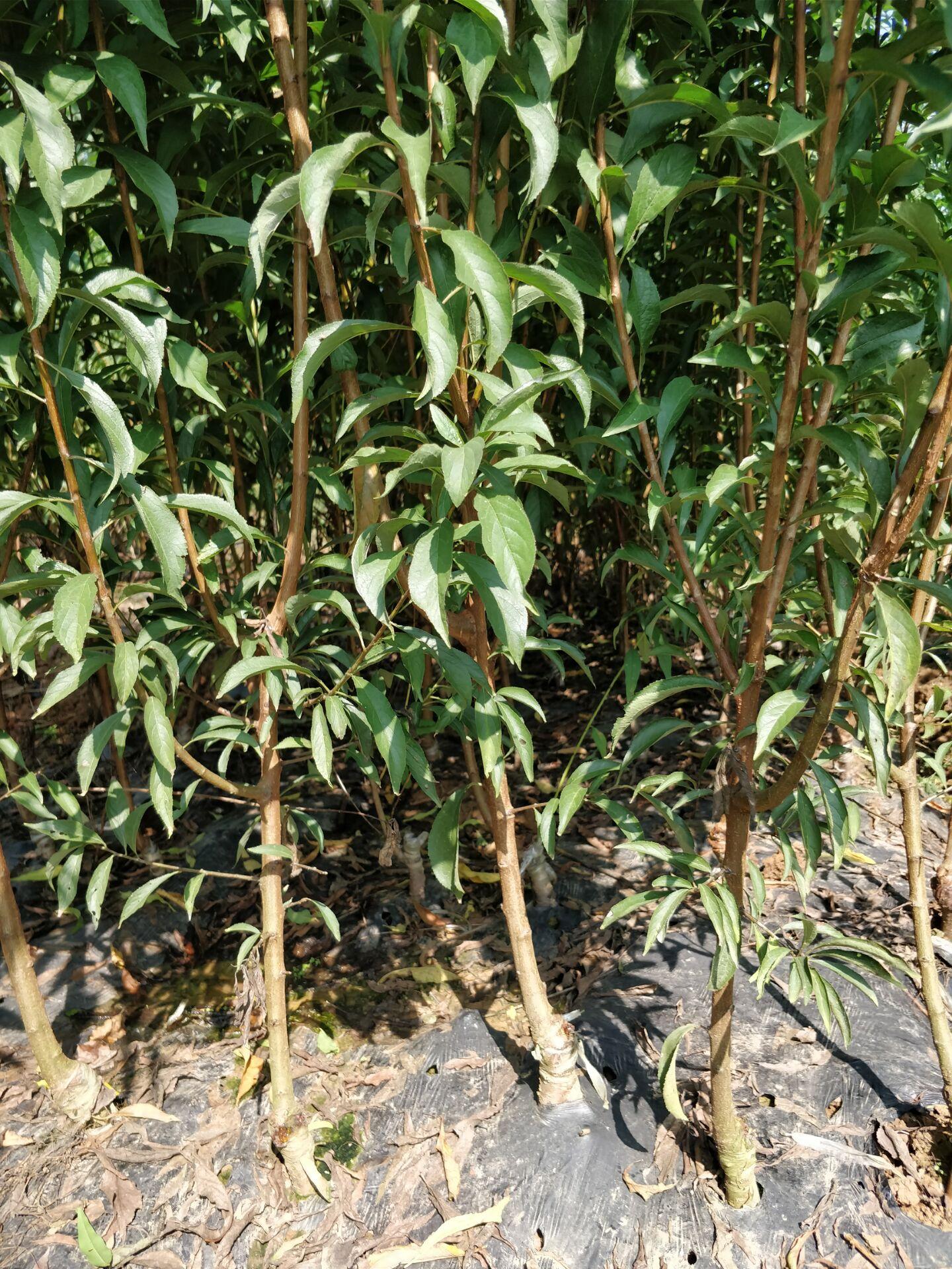 🌟苹果树最新树形，引领美丽果园新风尚的革新设计🌟